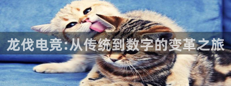 完美电竞对战：龙伐电竞:从传统到数字的变革之旅