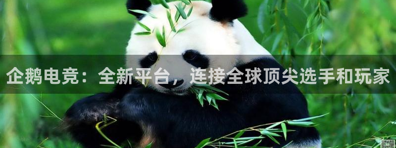 完美电竞注册：企鹅电竞：全新平台，连接全球顶尖选手和玩家